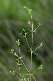 Galium trifidum. Верхушка цветущего растения. Приморский край, окр. г. Находка, травяное болото. 27.06.2017.