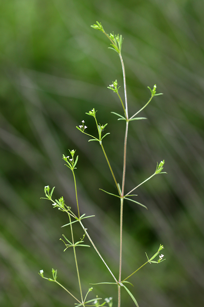 Изображение особи Galium trifidum.