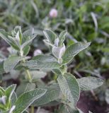 Mentha longifolia. Верхушка вегетирующего растения. Республика Ингушетия, Джейрахский р-н, окр. ур. Ний, высота 1780 м н.у.м, на краю луга. 20 июня 2022 г.