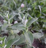 Mentha longifolia