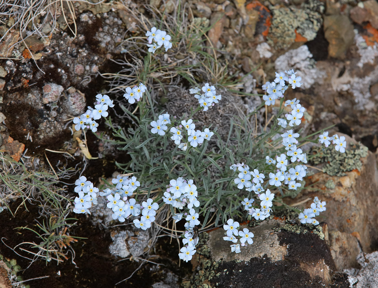 Изображение особи Eritrichium pulviniforme.