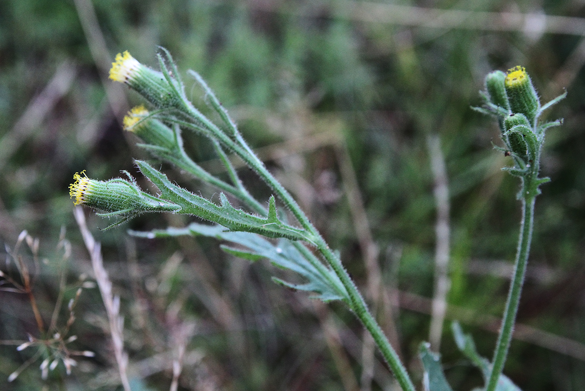 Image of Senecio viscosus specimen.