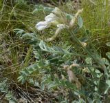 Astragalus sareptanus