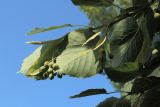 Tilia americana