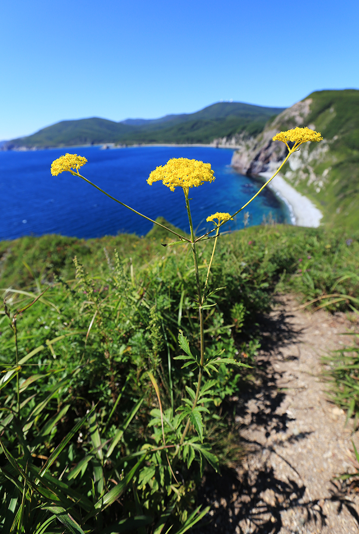 Image of Patrinia scabiosifolia specimen.