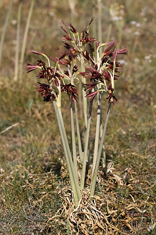 Image of Ungernia sewerzowii specimen.