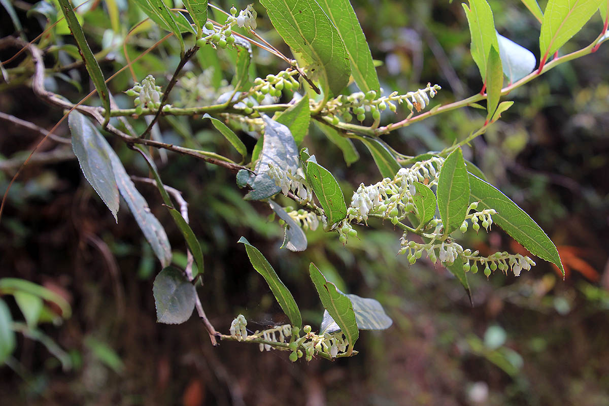 Image of Leucothoe axillaris specimen.