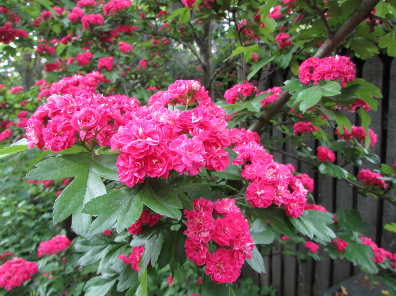 Image of Crataegus &times; media specimen.