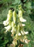 Sophora flavescens. Верхушка соцветия. Приморский край, Партизанский р-н, западнее Партизанской ГРЭС, у дороги. 29.07.2021.