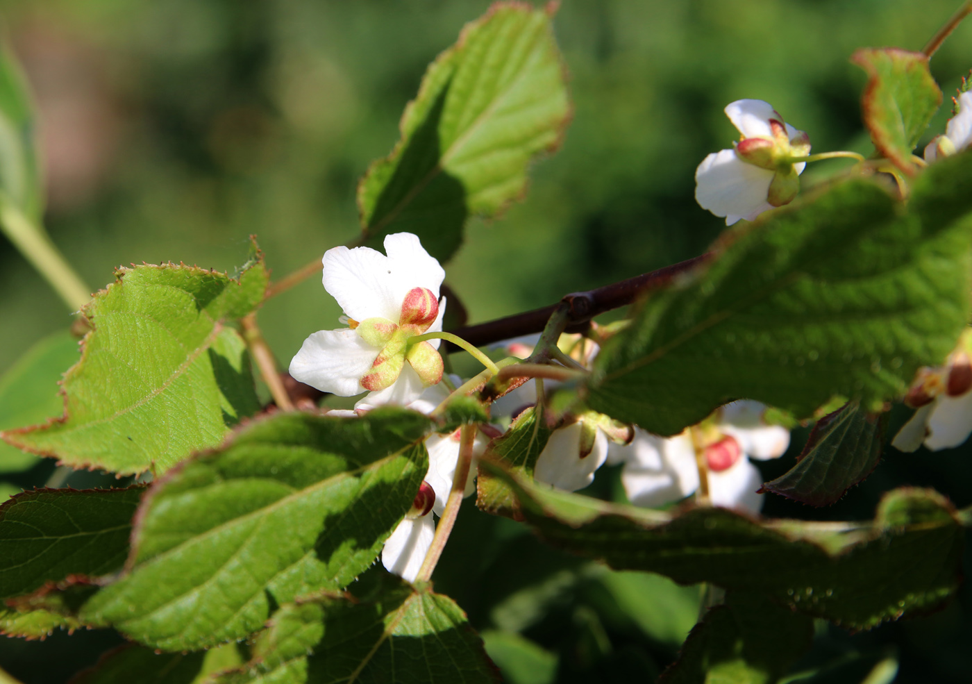 Image of Actinidia kolomikta specimen.