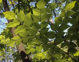 Aralia elata