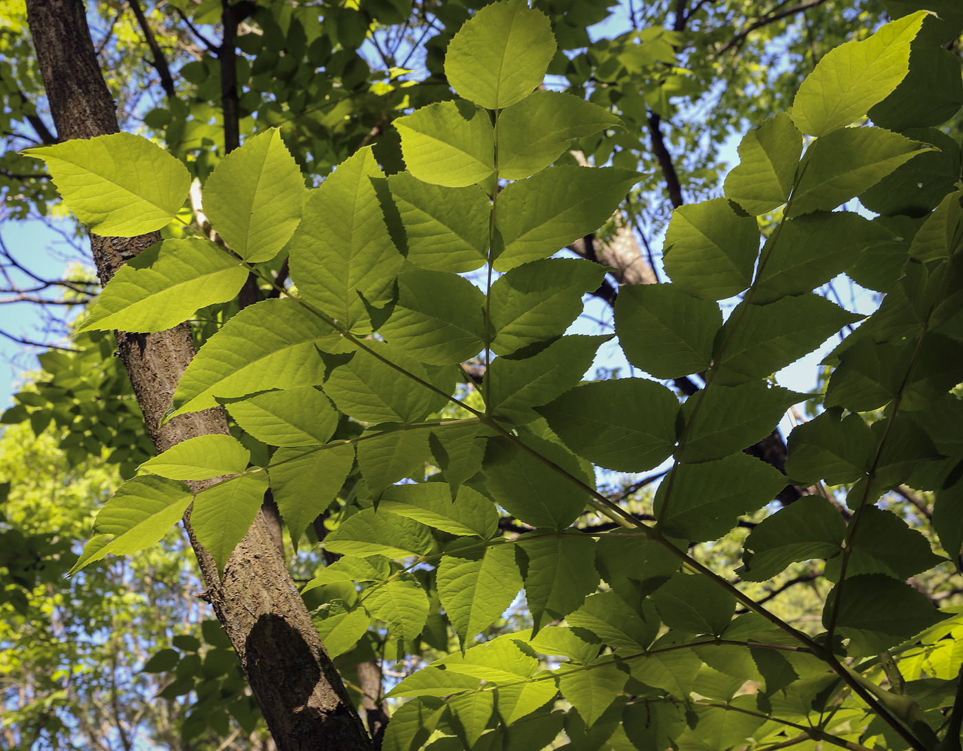 Изображение особи Aralia elata.