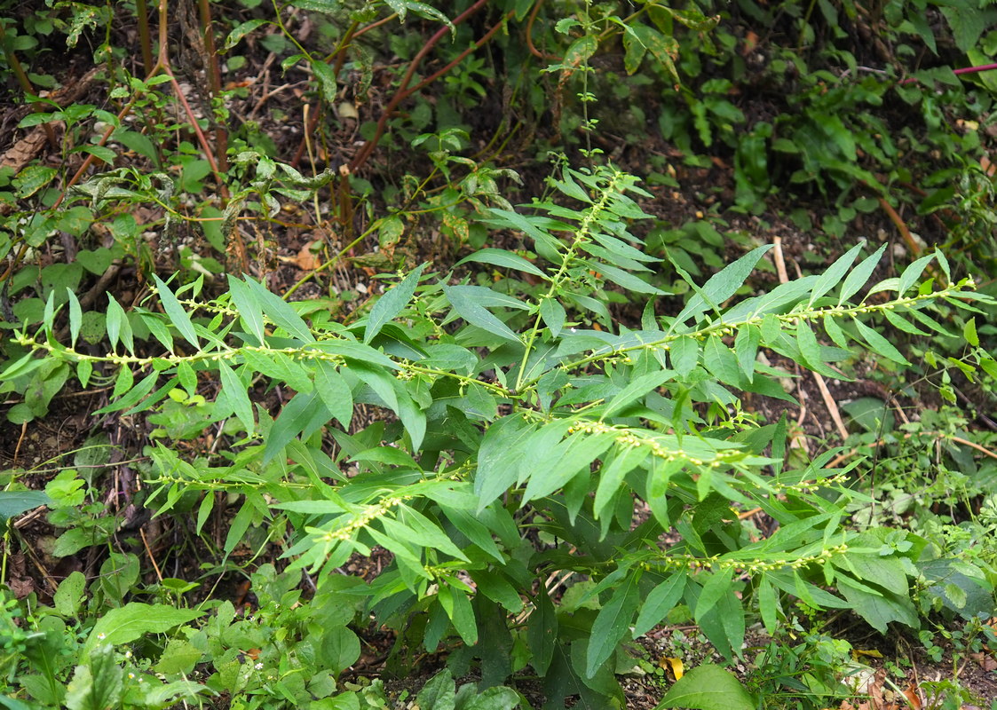 Image of Carpesium abrotanoides specimen.