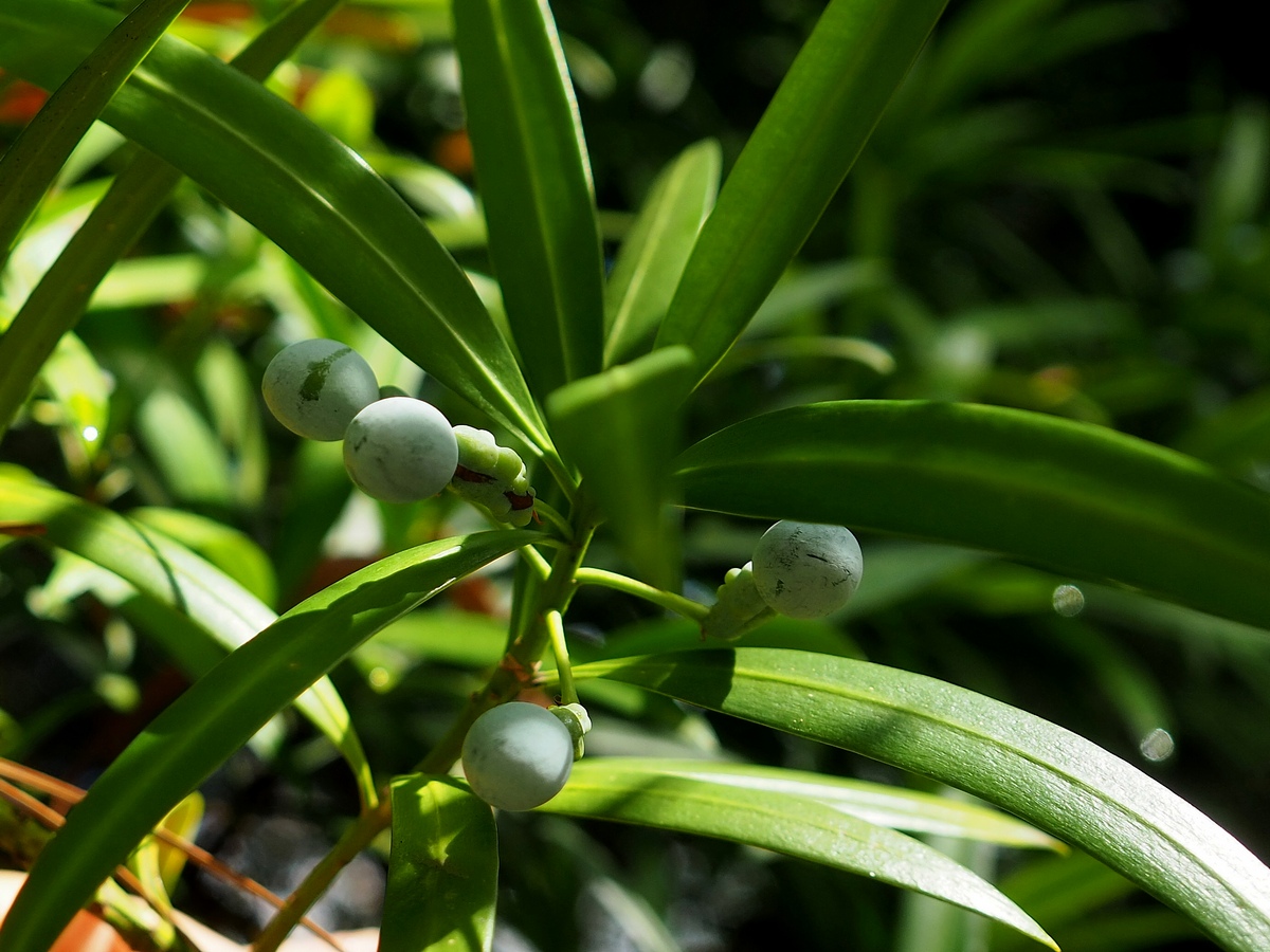 Image of Podocarpus macrophyllus specimen.