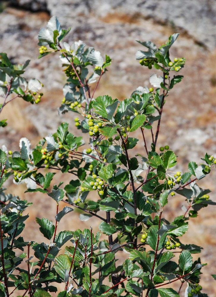Image of Sorbus taurica specimen.
