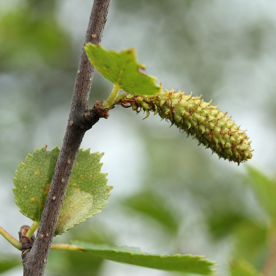 Изображение особи Betula czerepanovii.