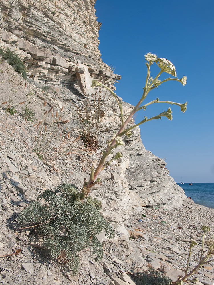 Image of Seseli ponticum specimen.