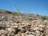 Bunium vaginatum. Растения с завязывающимися плодами. Южный Казахстан, Сырдарьинский Каратау, Юго-Восточный Каратау, горы Улькен-Актау, правая кромка каньона р. Шабакты. 22 мая 2021 г.