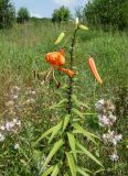 Lilium lancifolium. Цветущее растение. Приморский край, ГО Партизанск, северные окр. Партизанской ГРЭС, под водоводами. 30.07.2021.