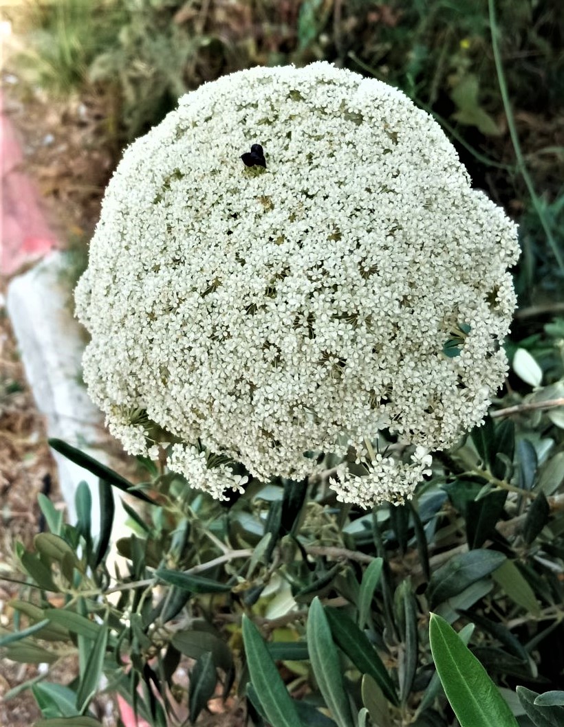 Image of genus Daucus specimen.