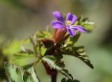 Geranium purpureum. Цветок. Испания, автономное сообщество Каталония, провинция Жирона, комарка Баш Эмпорда, муниципалитет Тороэлья-де-Монгри, окр. часовни Санта-Катерина, куртины молодой поросли Quercus coccifera. 26.03.2023.