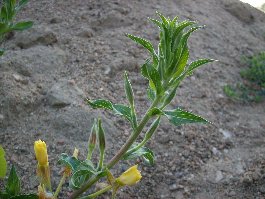 Image of Oenothera depressa specimen.