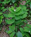 Smilacina dahurica