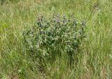 Phlomis taurica