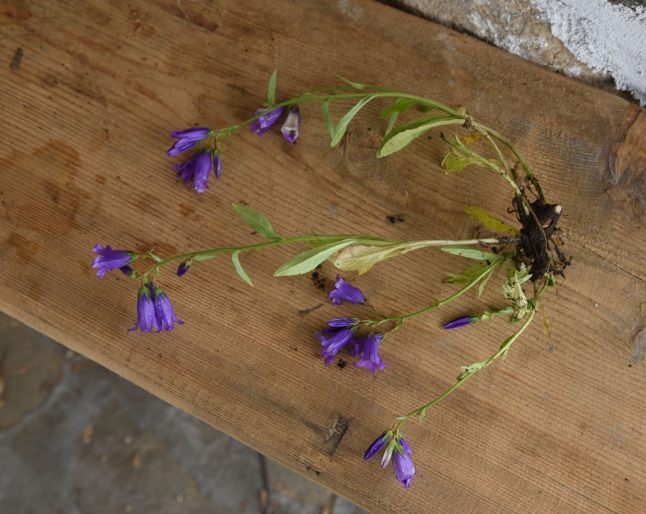 Изображение особи Campanula hohenackeri var. darialica.