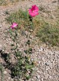 Alcea rosea