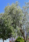 Schinus molle. Цветущее растение. Египет, мухафаза Александрия, г. Александрия, в культуре. 02.05.2023.