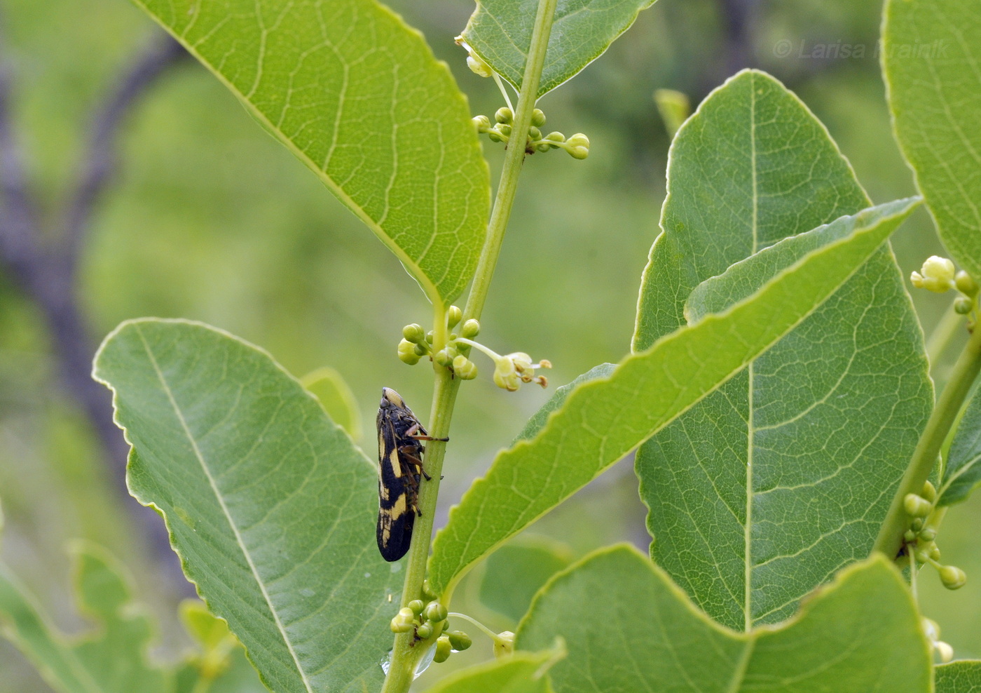 Изображение особи Flueggea suffruticosa.