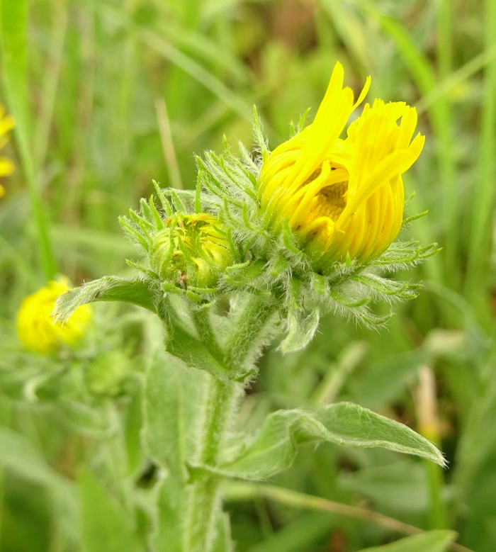 Image of Inula britannica specimen.