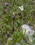 Campanula saxifraga. Цветущее растение (белоцветковая форма). Карачаево-Черкесия, Карачаевский р-н, долина р. Кичкинекол, выс. ≈ 2200 м н.у.м. 16.07.2022.