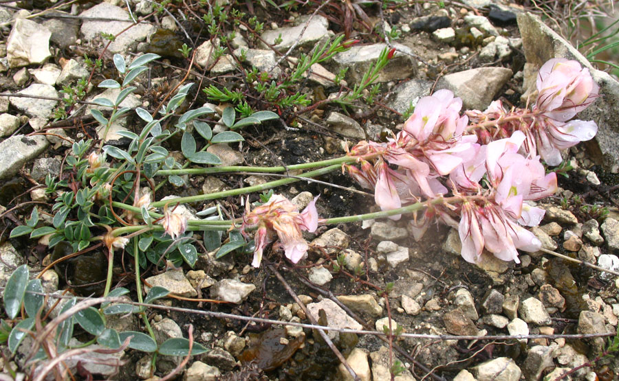 Изображение особи Hedysarum daghestanicum.