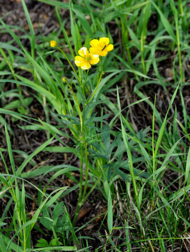 Изображение особи Ranunculus acris.