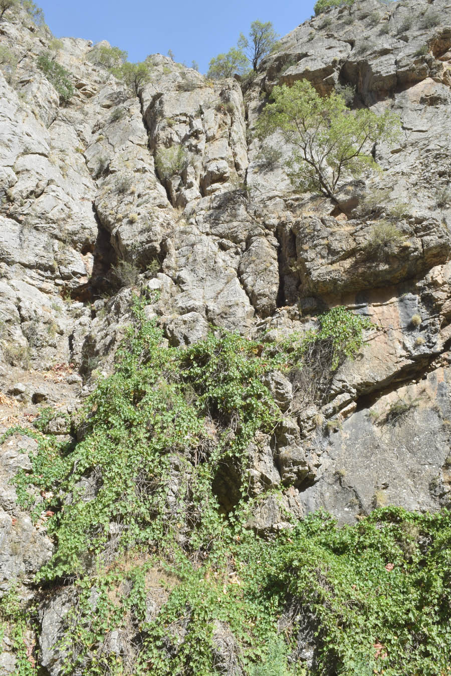 Image of Vitis vinifera specimen.