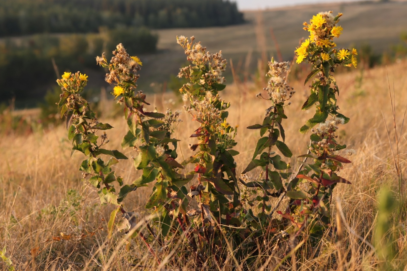 Image of genus Hieracium specimen.