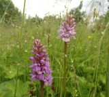 Dactylorhiza fuchsii. Соцветия разных растений (правое, возможно - гибрид с Dactylorhiza incarnata; мелкие колоски - Briza media). Нижегородская обл., Ардатовский р-н, пос. Венец, заболоченный луг у ЖД. 17.06.2020.