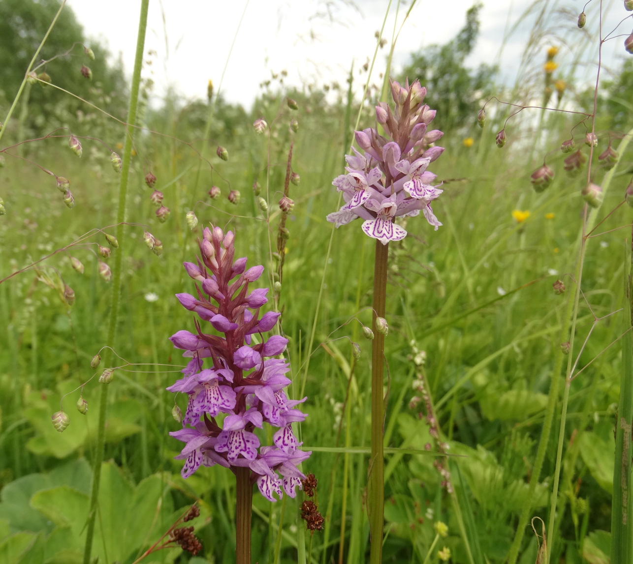 Image of Dactylorhiza fuchsii specimen.