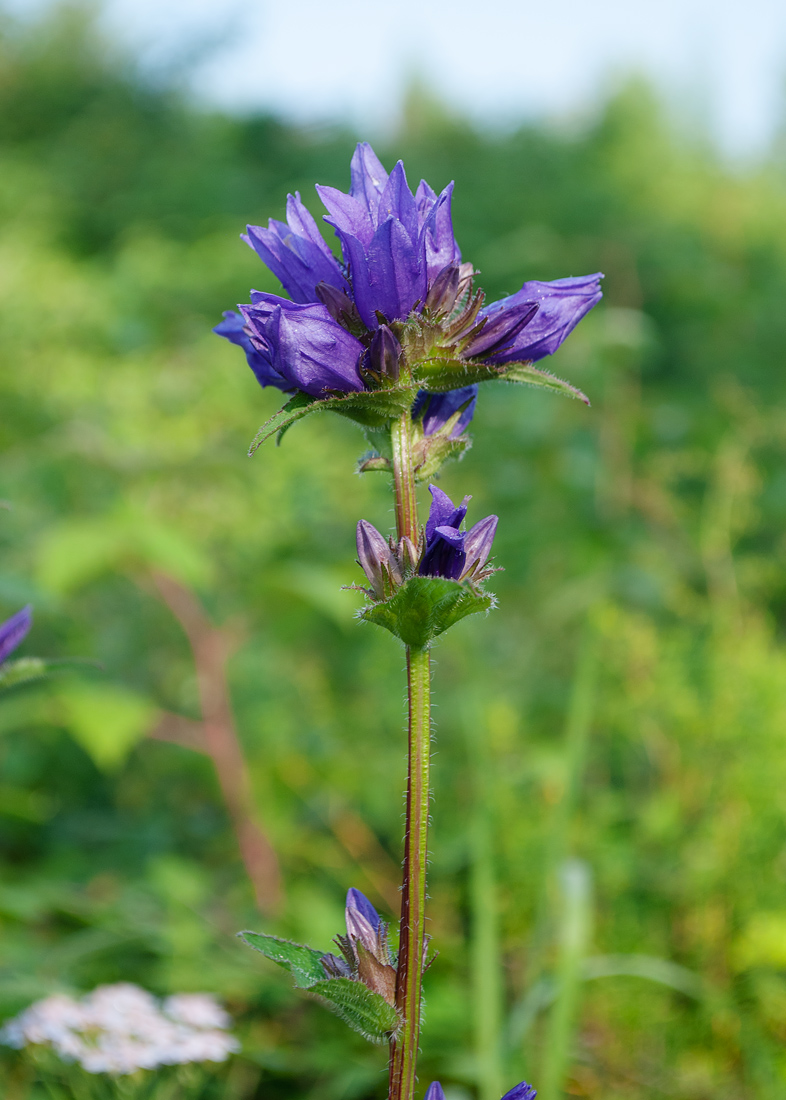 Image of Campanula glomerata specimen.