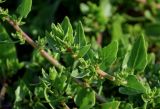 Patellifolia procumbens