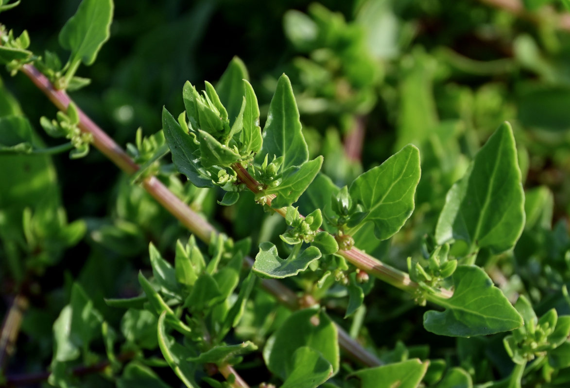Image of Patellifolia procumbens specimen.