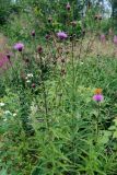 Cirsium serratuloides. Верхушки цветущих растений. Иркутская обл., окр. пос. Листвянка, опушка смешанного леса. 27.07.2011.