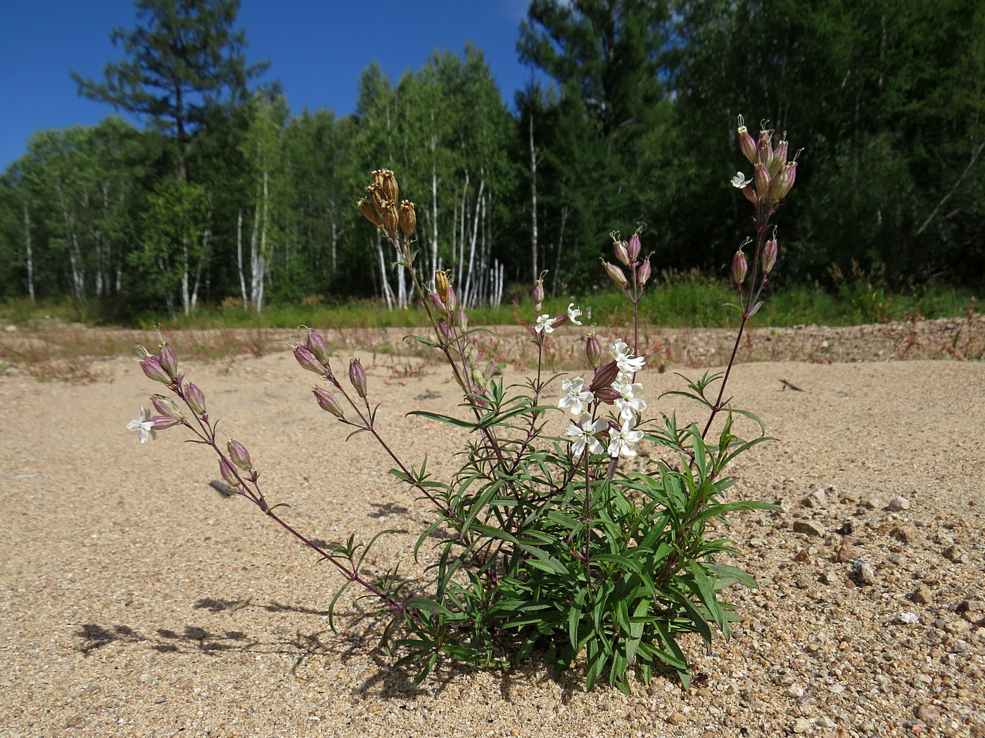 Image of Silene amoena specimen.