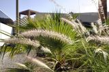 род Pennisetum