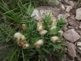 Oxytropis nuda