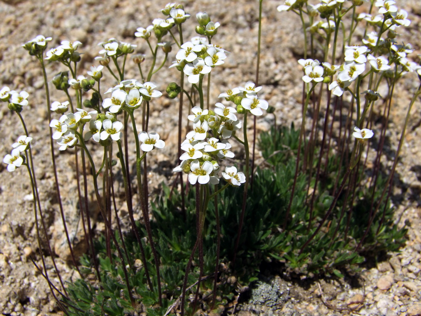 Image of Draba magadanensis specimen.