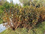 genus Rhododendron