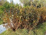 genus Rhododendron. Вегетирующие растения. Краснодар, парк \"Краснодар\", Японский сад, в культуре. 01.01.2024.